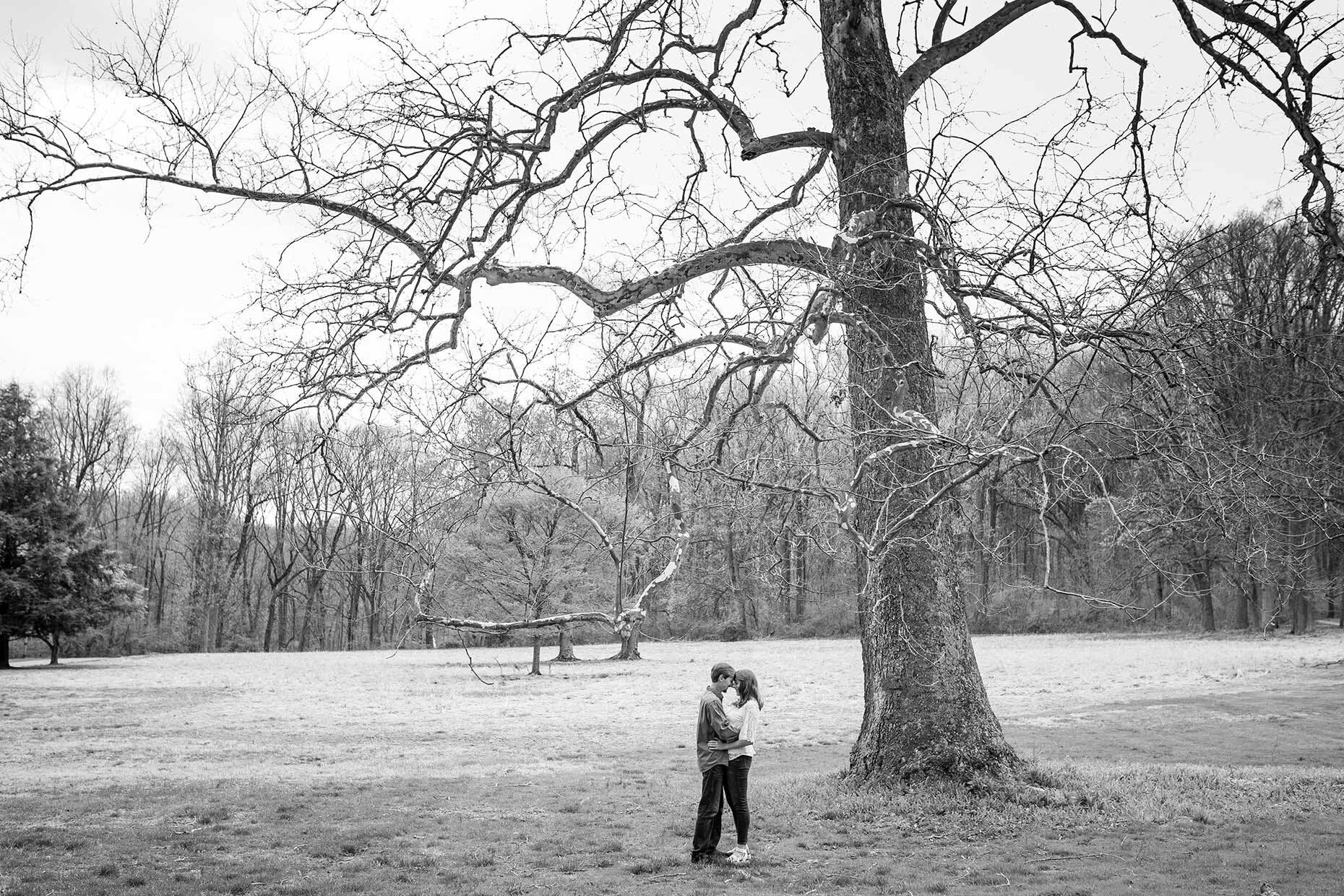 Black and white Sycamore Tree at Hibernia Park