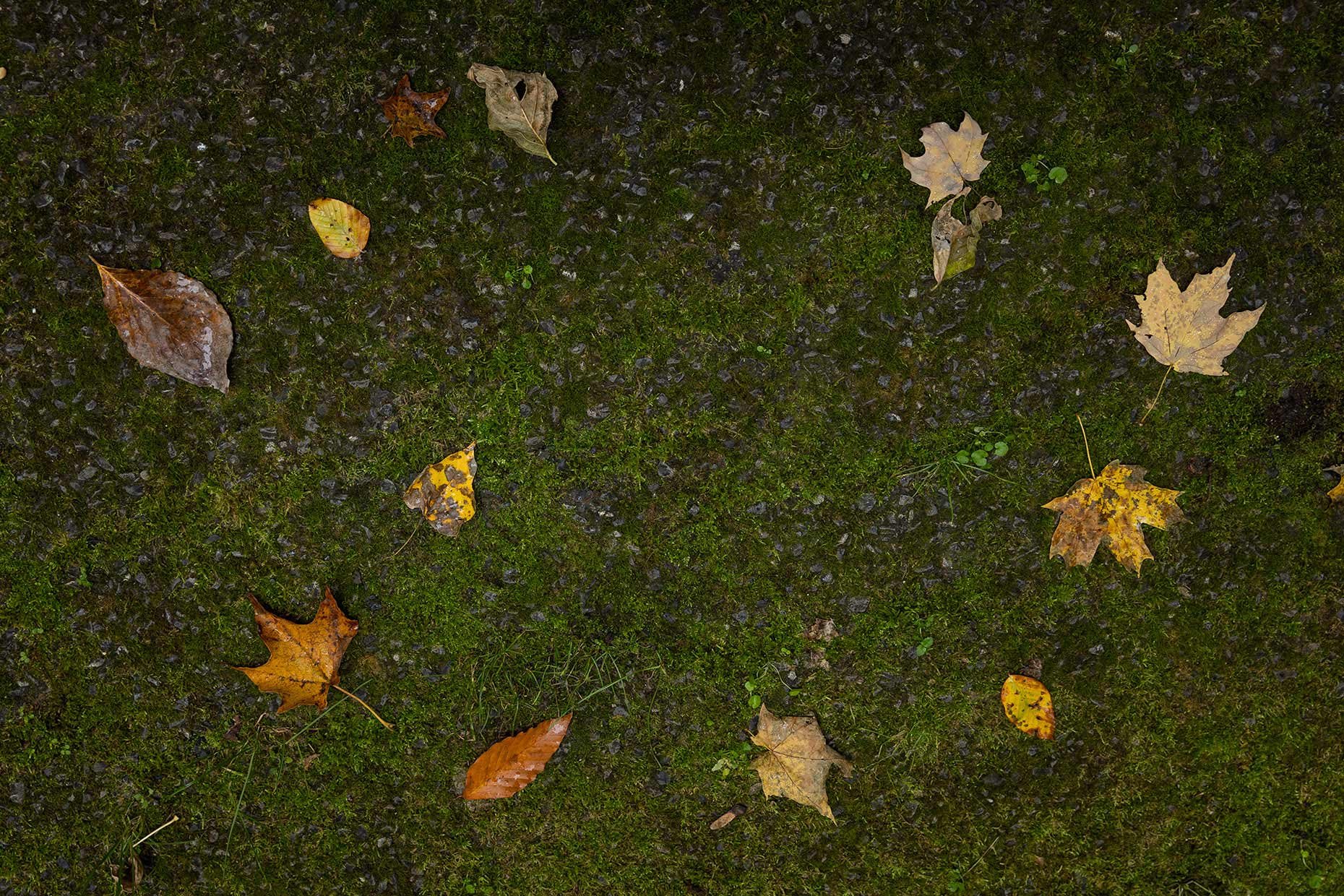 Leaves on Moss in Fall