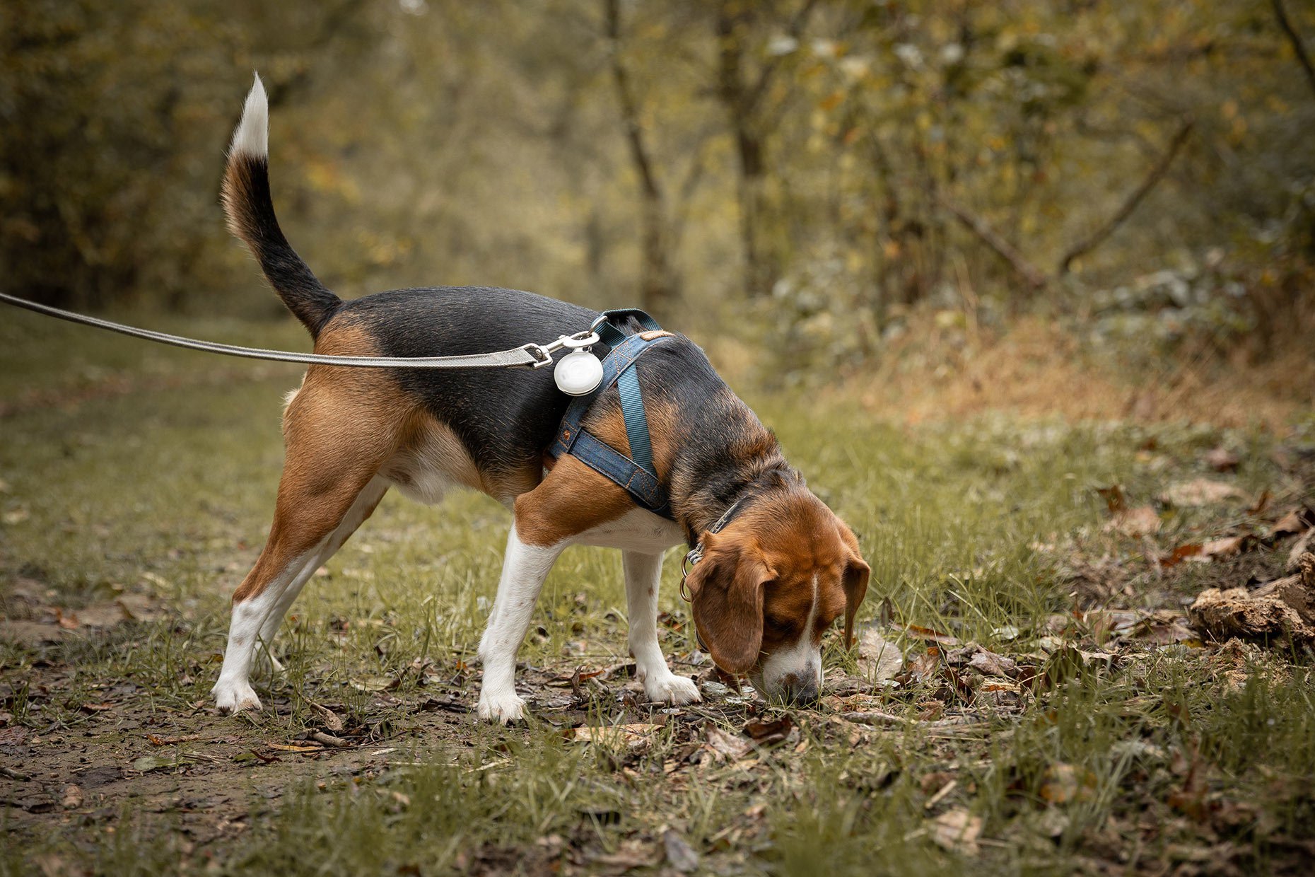 Beagle puppy sniffs the leaves