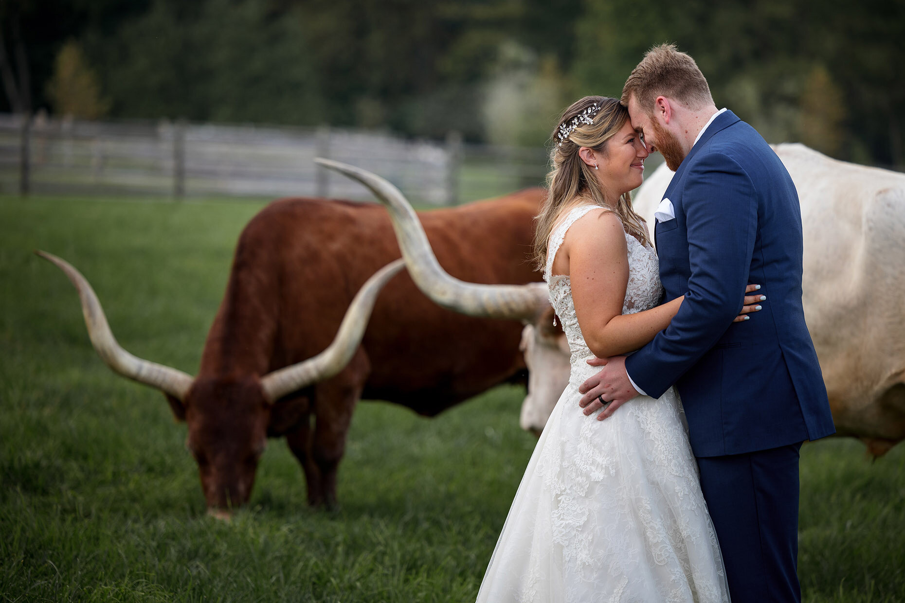 Bride &amp; Groom photos with Longhorns at Ironstone Ranch